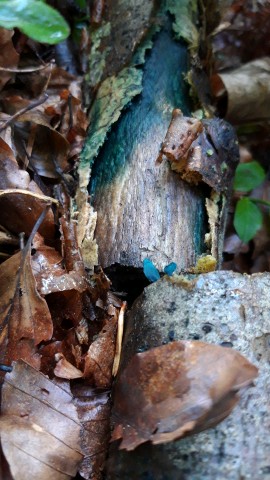 Chlorociboria aeruginascens