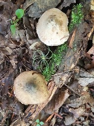 Inocybe corydalina