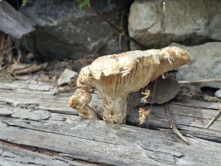Neolentinus lepideus