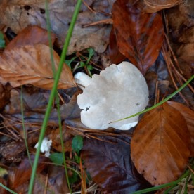 Clitopilus prunulus