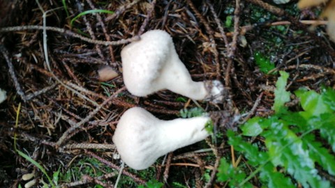 Lycoperdon perlatum