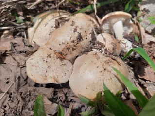 Calocybe gambosa