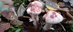 Hygrophorus russula