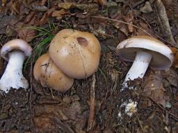 Cortinarius largus