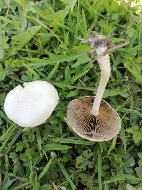 Cyclocybe cylindracea