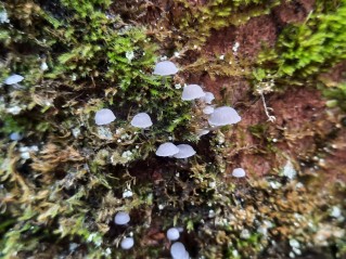 Mycena pseudocorticola