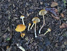 Conocybe aurea