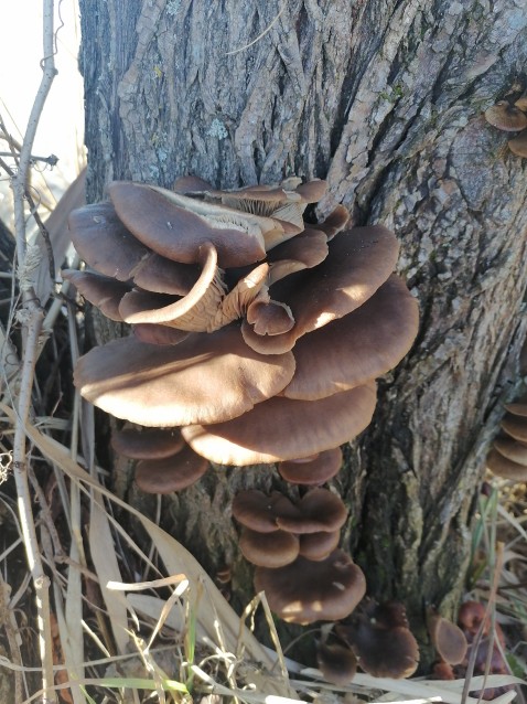 Pleurotus ostreatus