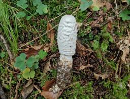 Coprinus comatus