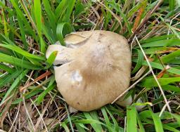 Entoloma prunuloides