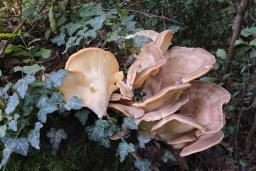 Meripilus giganteus