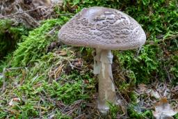 Amanita porphyria