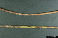 Colletotrichum salicis