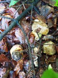 Butyriboletus appendiculatus