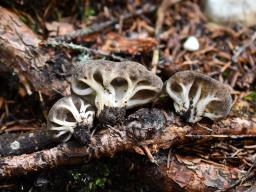 Helvella costifera