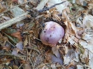 Russula cyanoxantha