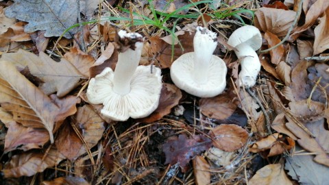 Tricholoma acerbum