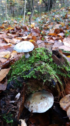 Stropharia caerulea