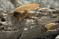 Lentinus arcularius