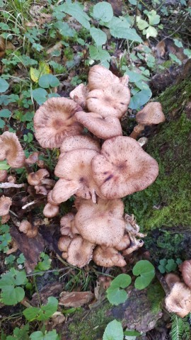 Armillaria borealis