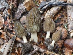 Morchella deliciosa