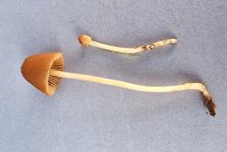 Conocybe alboradicans