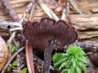 Auriscalpium vulgare