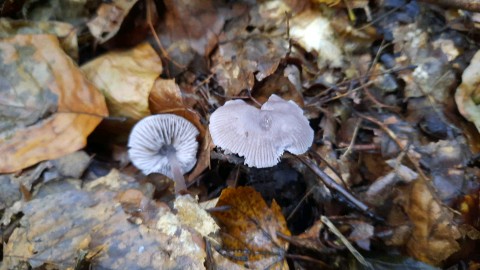 Mycena pura