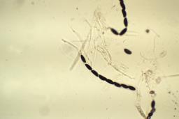 Hypoxylon fuscum
