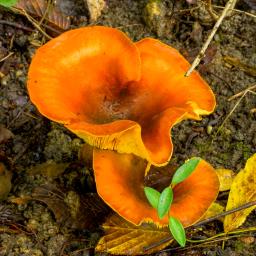 Omphalotus olearius