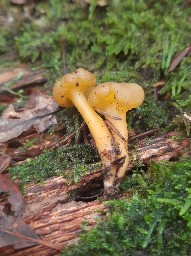 Leotia lubrica