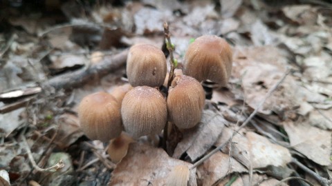 Coprinellus micaceus