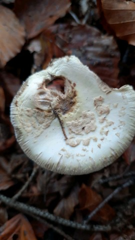 Amanita citrina