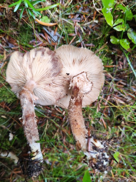 Armillaria ostoyae