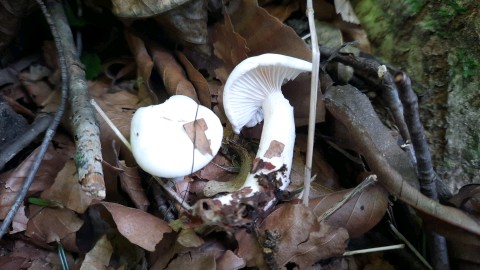 Hygrophorus eburneus