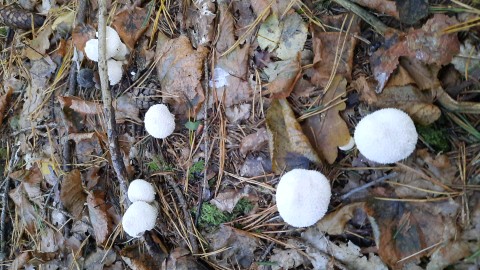 Lycoperdon perlatum