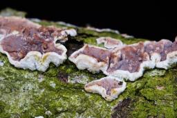 Heteroradulum kmetii