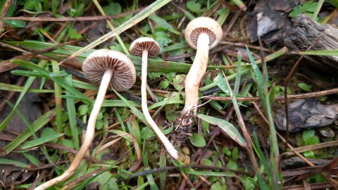 Protostropharia semiglobata