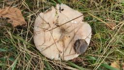 Russula stenotricha