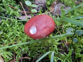 Gomphidius roseus