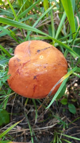 Suillellus luridus