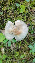 Russula heterophylla