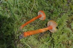 Hygrocybe cantharellus