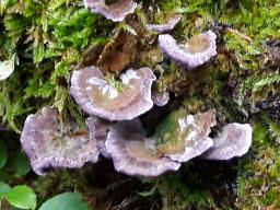 Trichaptum biforme