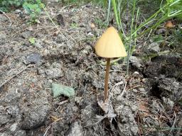 Conocybe macrospora
