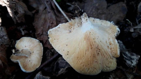 Lentinus tigrinus