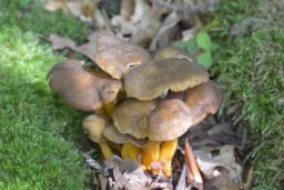 Craterellus tubaeformis