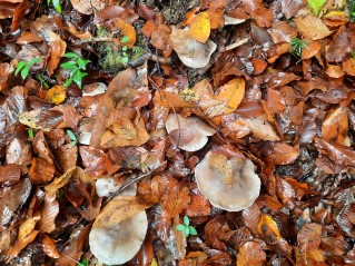 Clitocybe nebularis