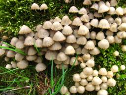 Coprinellus disseminatus