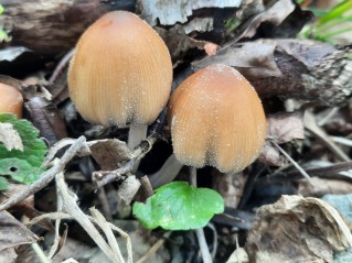 Coprinellus micaceus